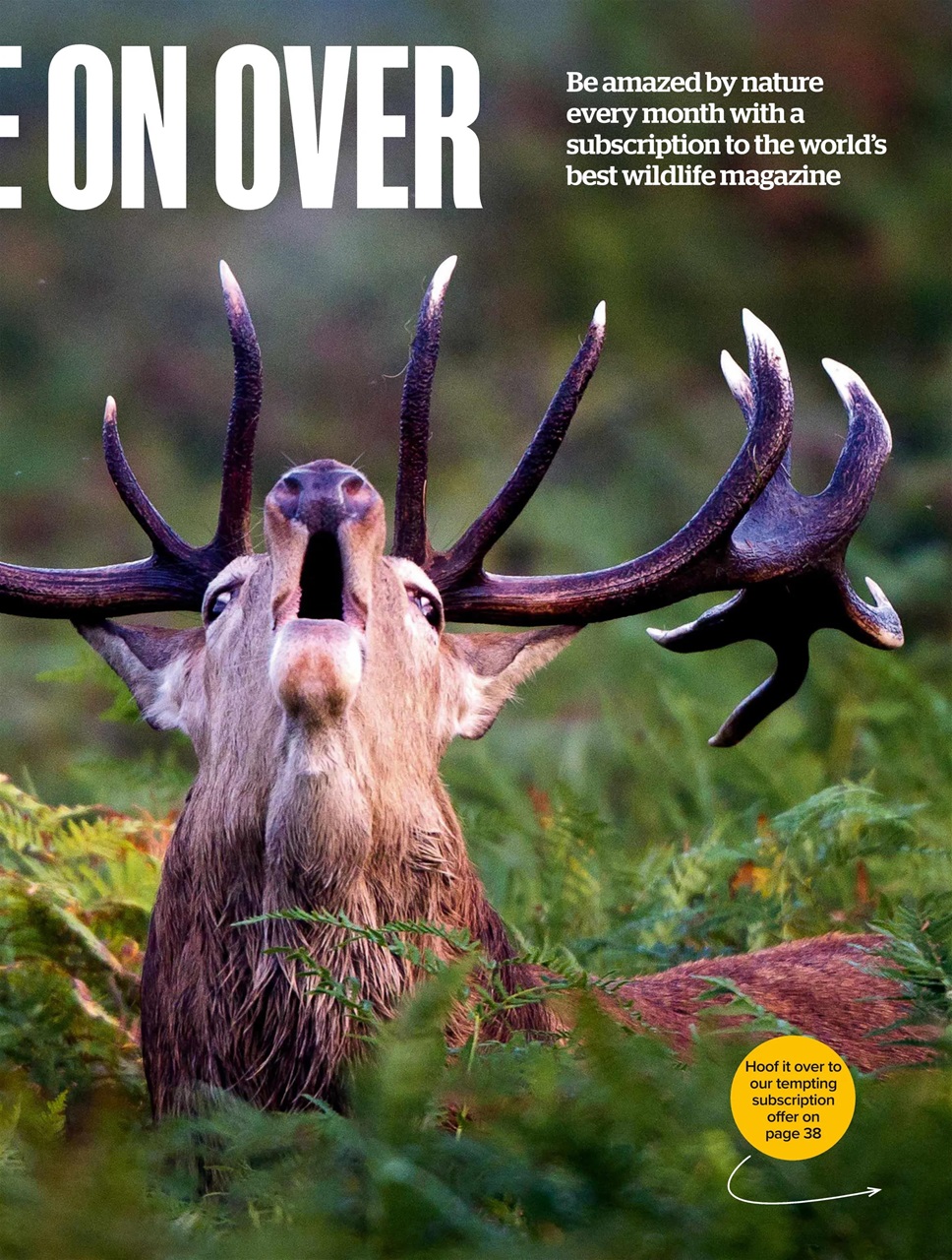 BBC Wildlife Magazine Preview Pages