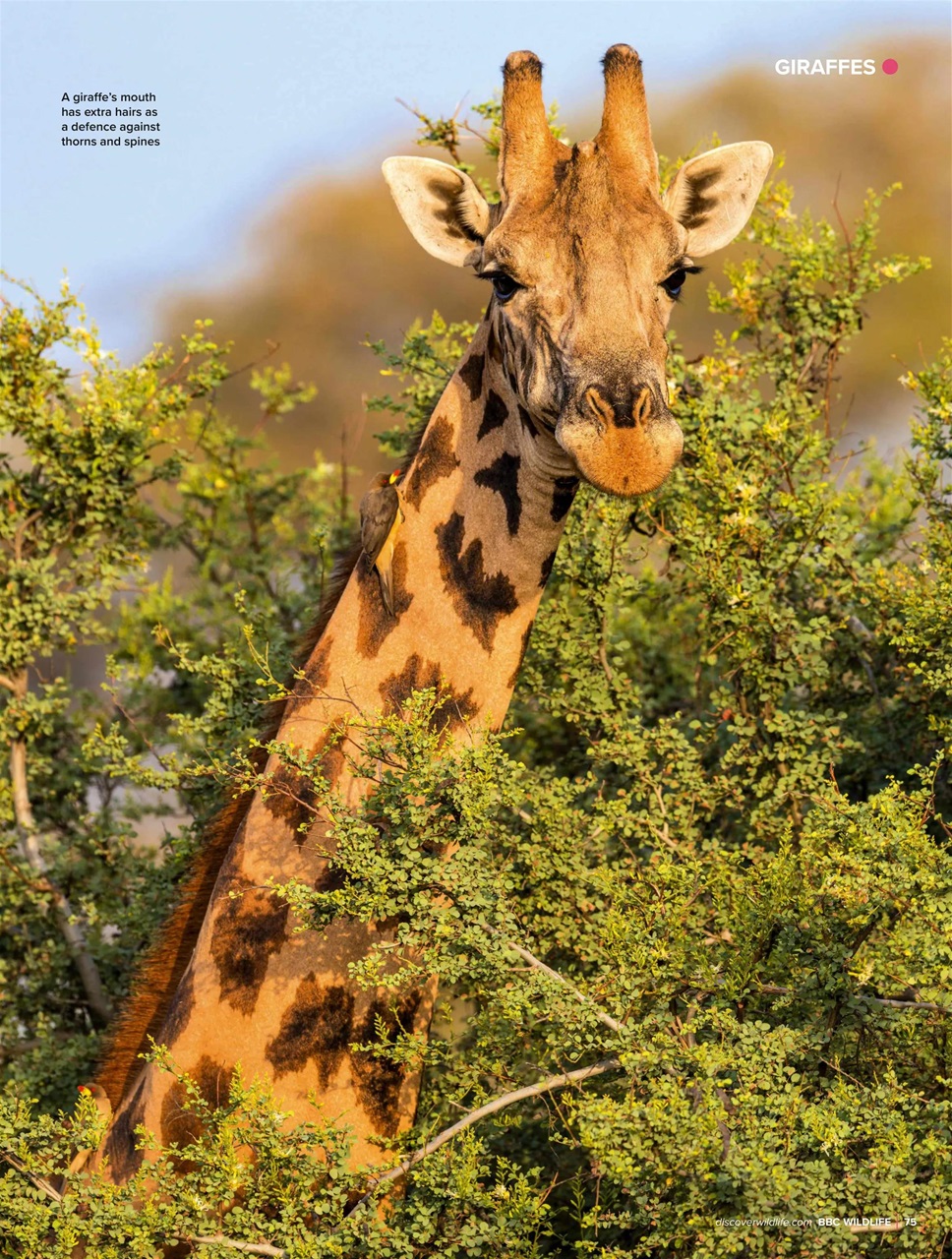 BBC Wildlife Magazine Preview Pages