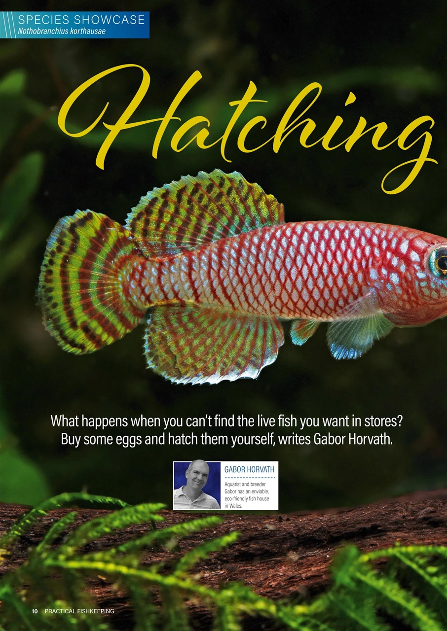 Practical Fishkeeping Preview Pages