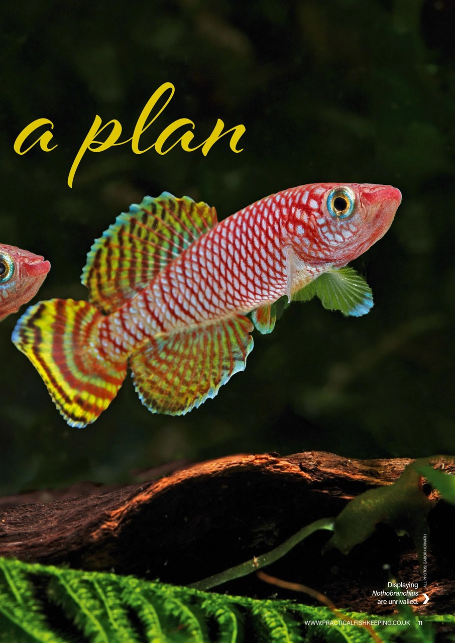 Practical Fishkeeping Preview Pages