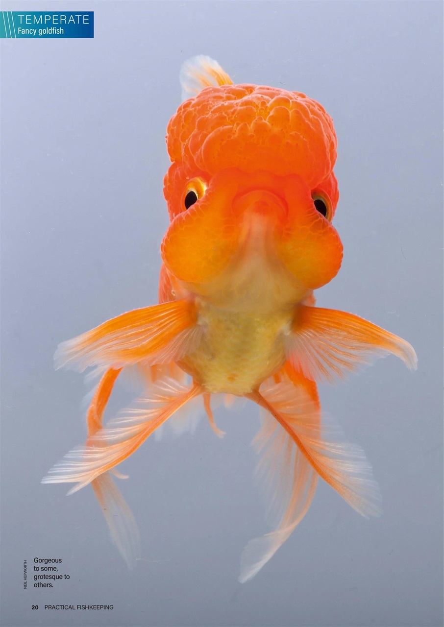 Practical Fishkeeping Preview Pages