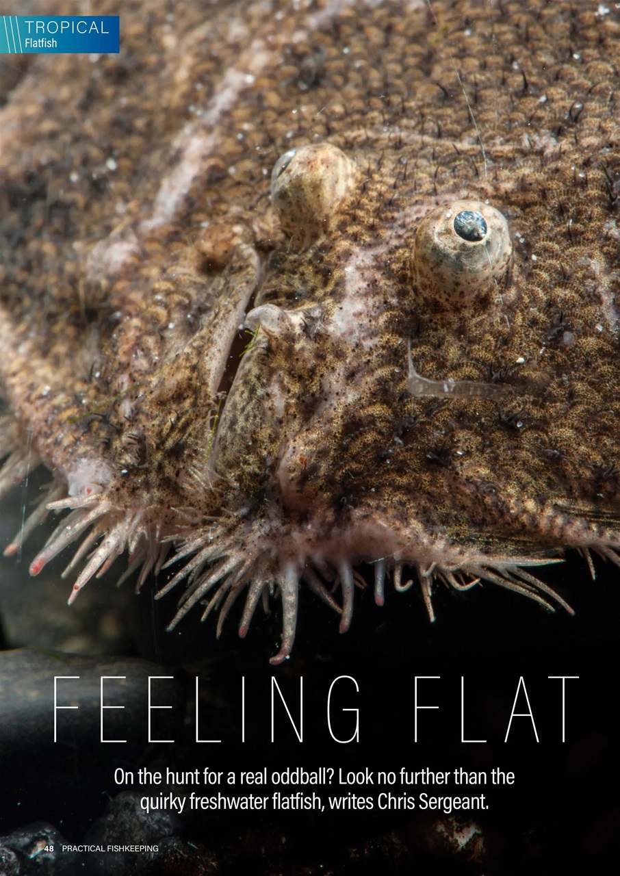 Practical Fishkeeping Preview Pages