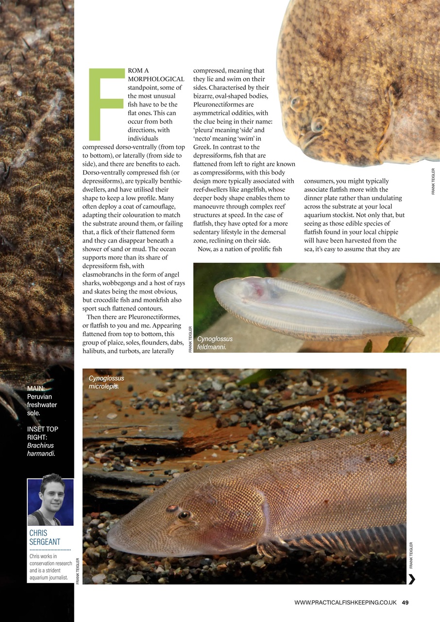 Practical Fishkeeping Preview Pages