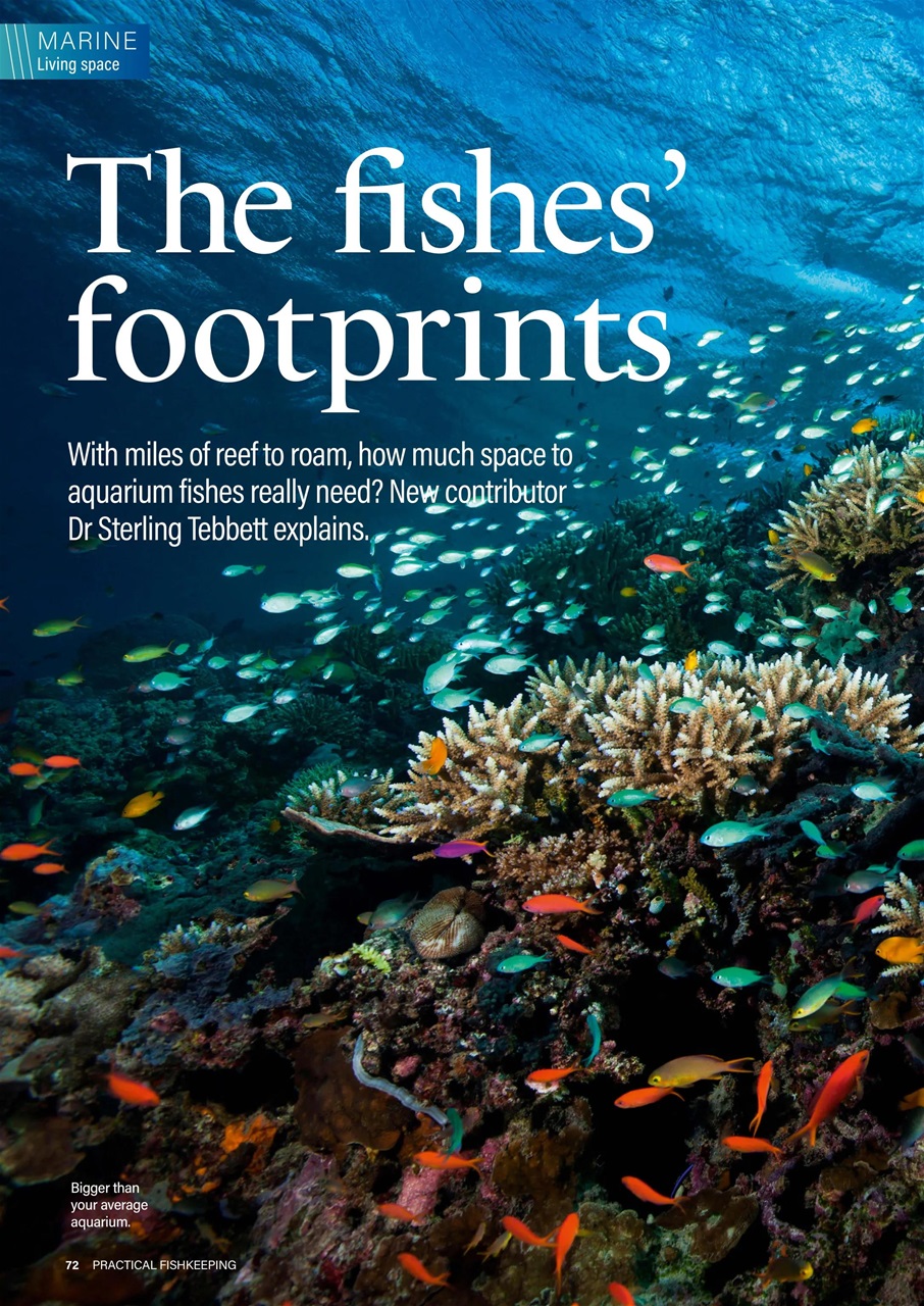 Practical Fishkeeping Preview Pages