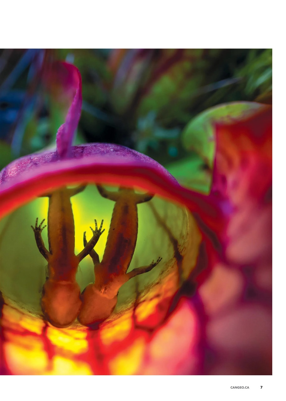 Canadian Geographic Preview Pages