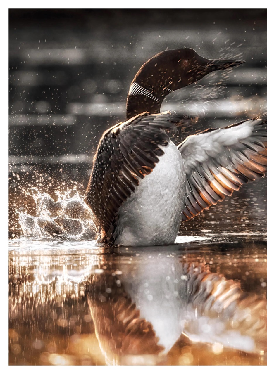 Canadian Geographic Preview Pages