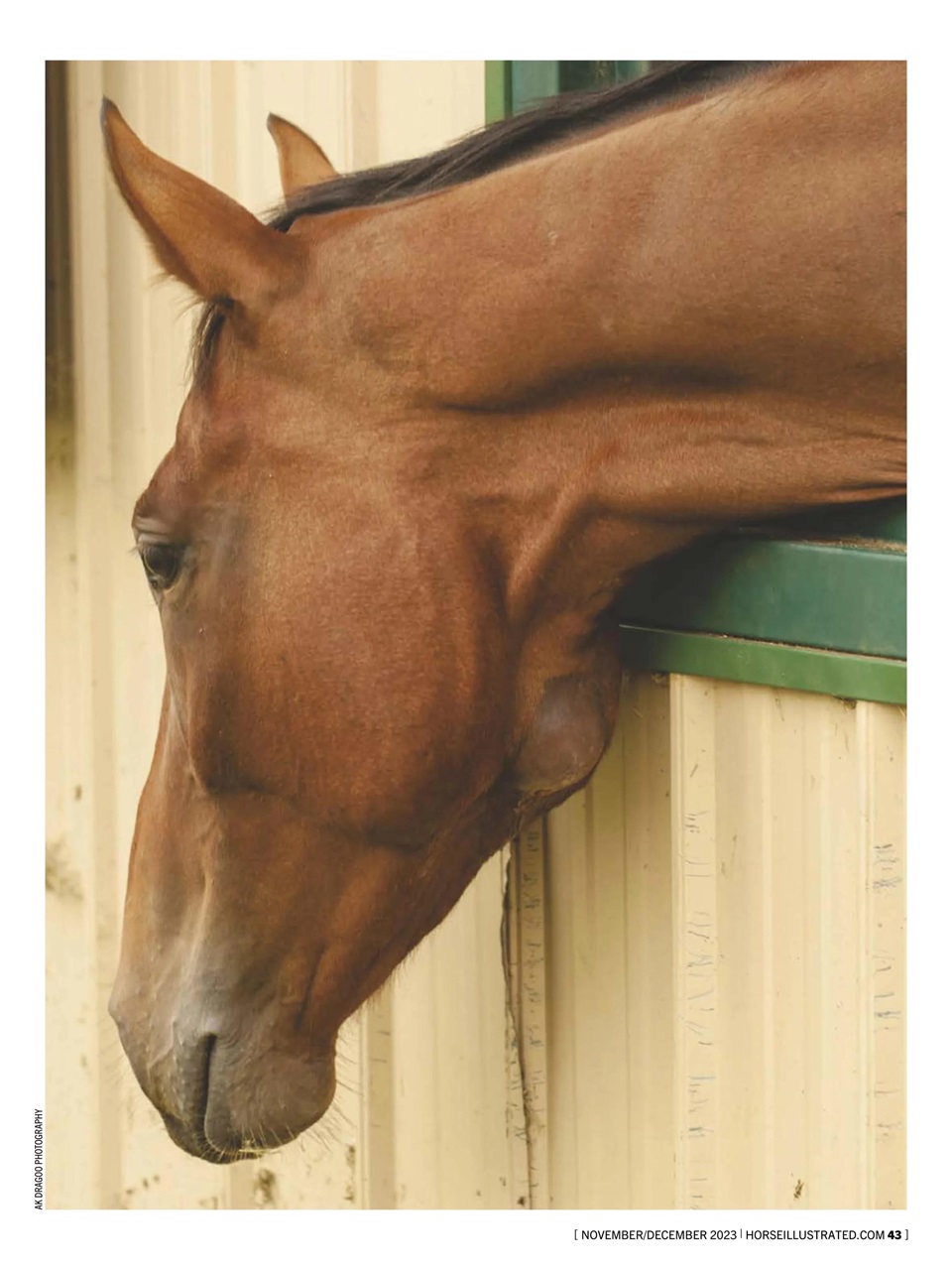 Horse Illustrated Magazine Preview Pages
