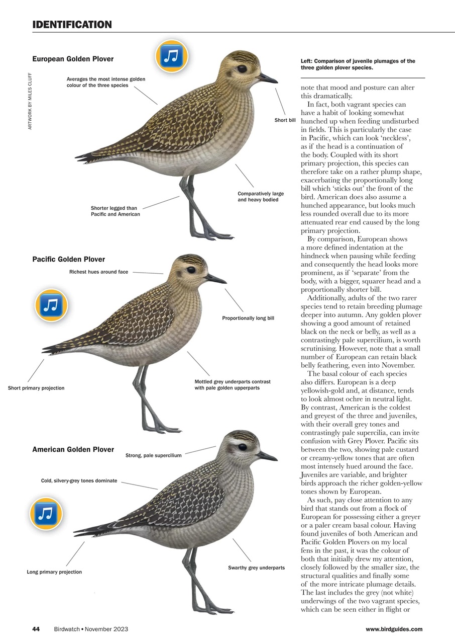 Birdwatch Magazine Preview Pages