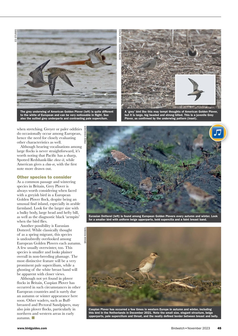 Birdwatch Magazine Preview Pages