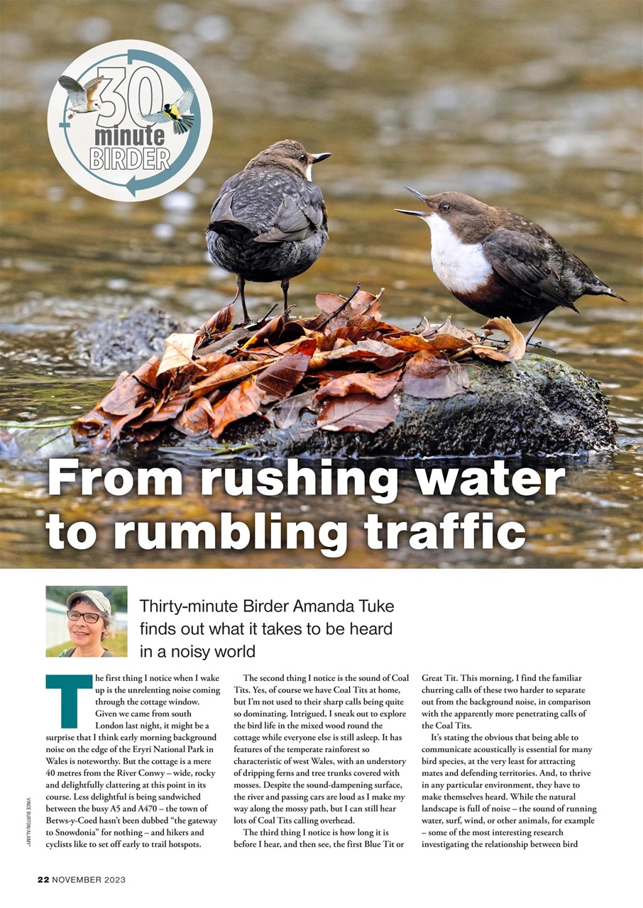 Bird Watching Preview Pages