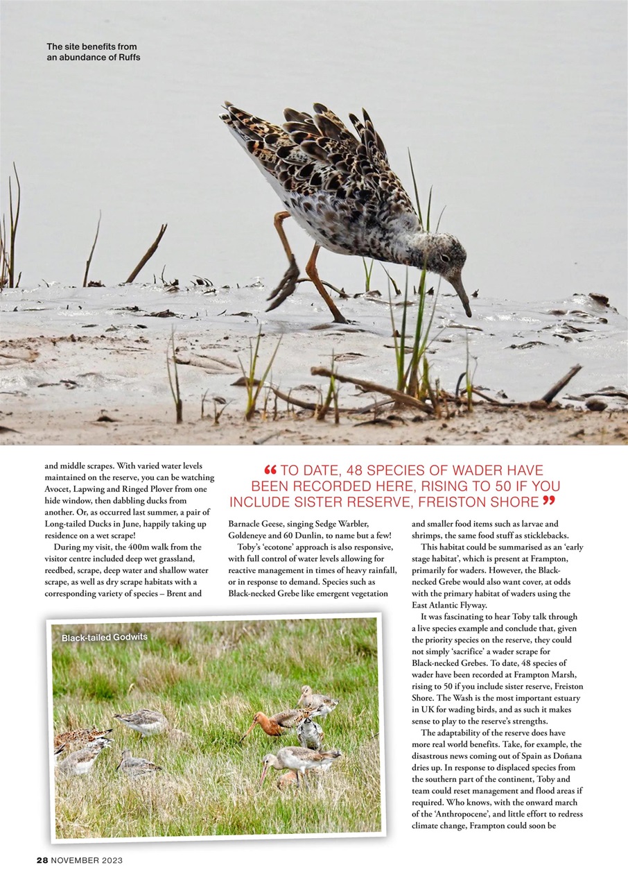 Bird Watching Preview Pages