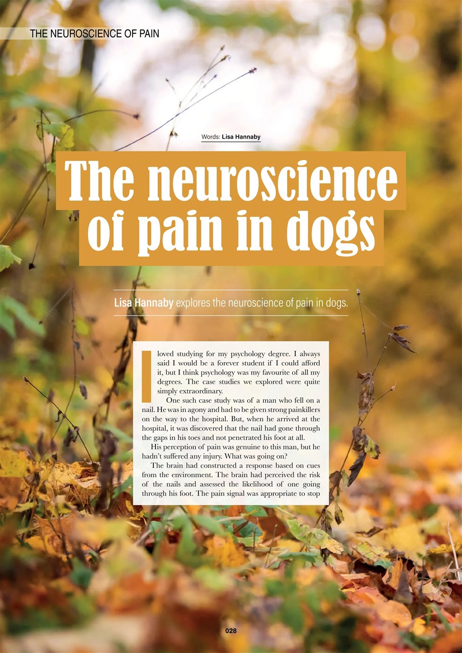 Edition Dog Preview Pages
