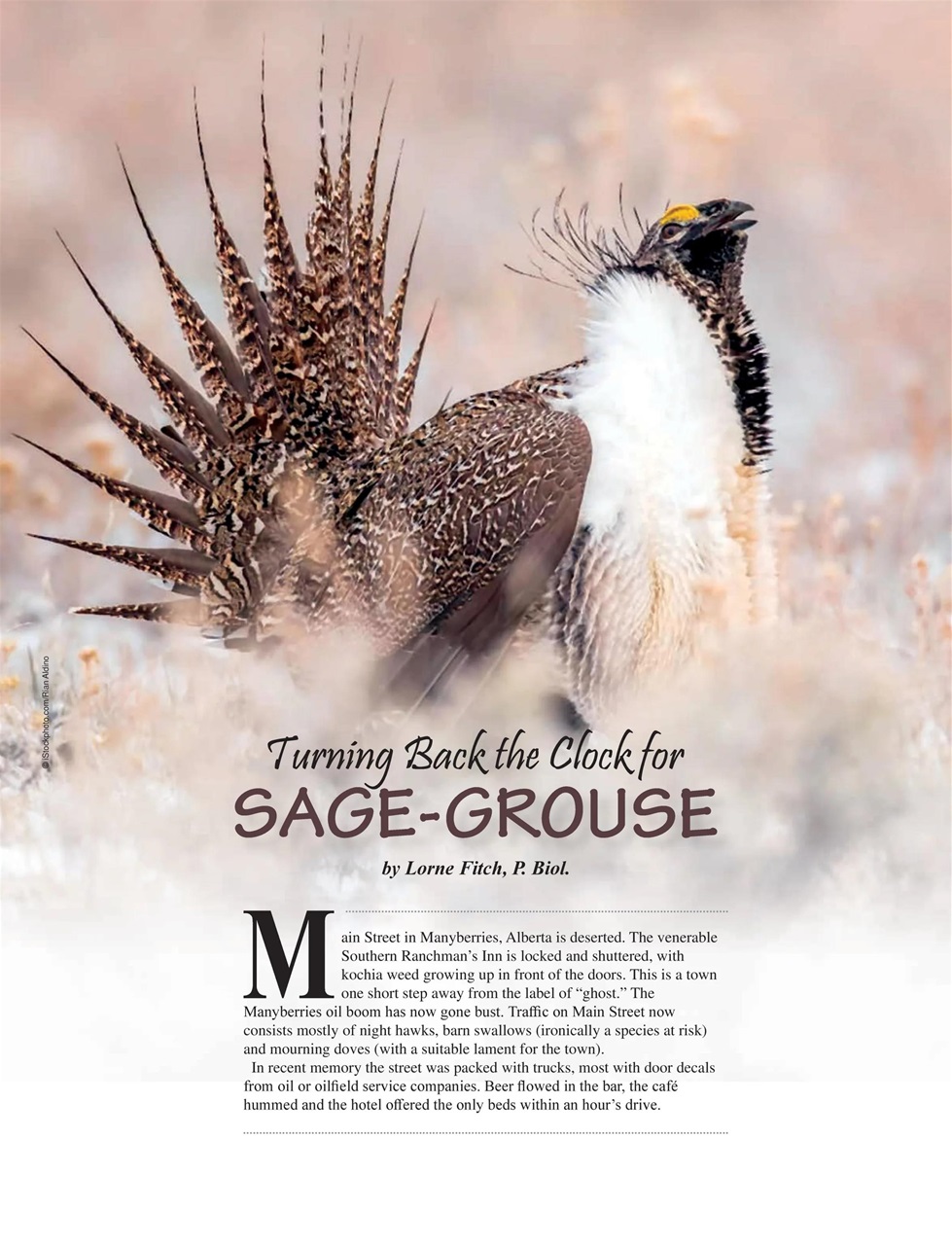 Alberta Outdoors Preview Pages