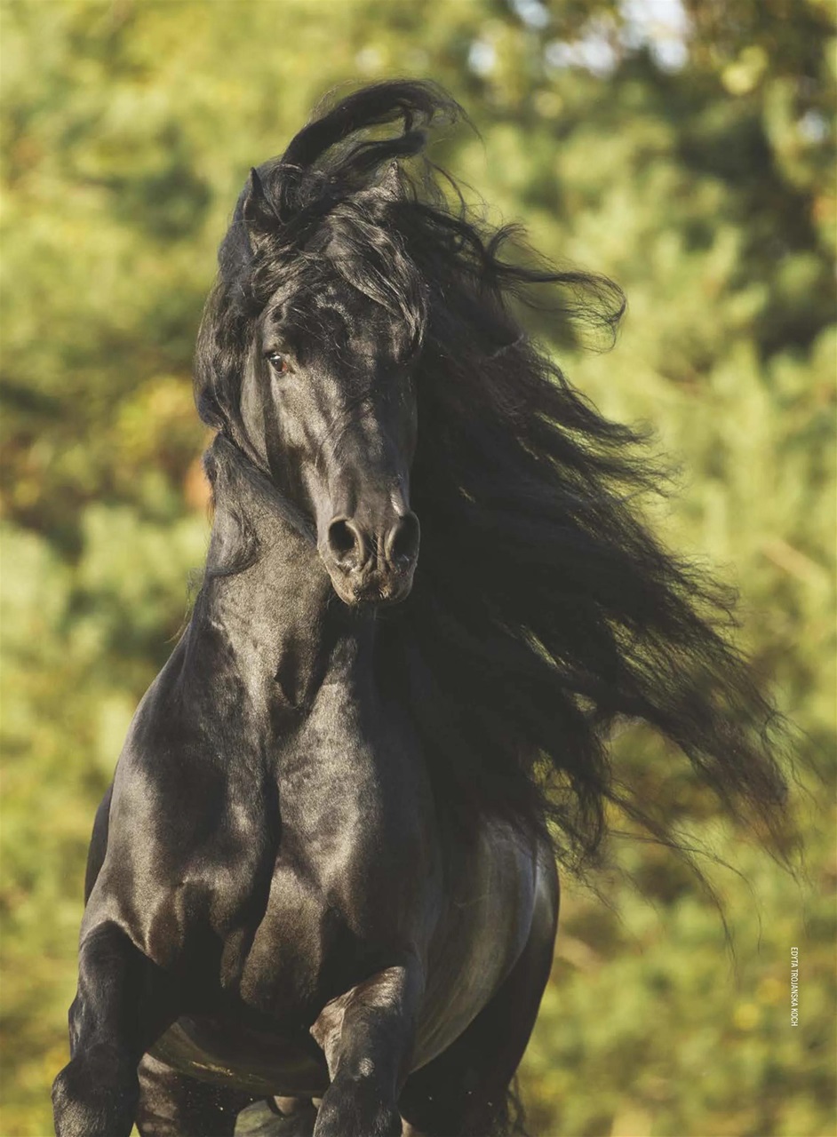 Horse Illustrated Magazine Preview Pages