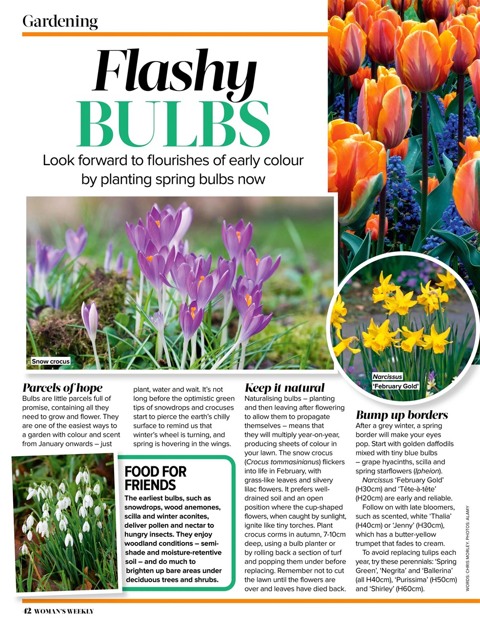 Woman's Weekly Preview Pages