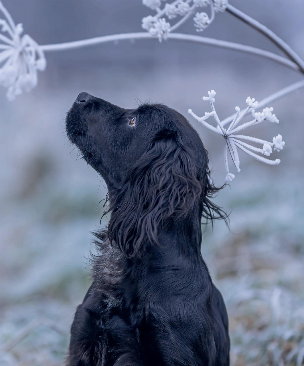 Gundog Journal Preview Pages