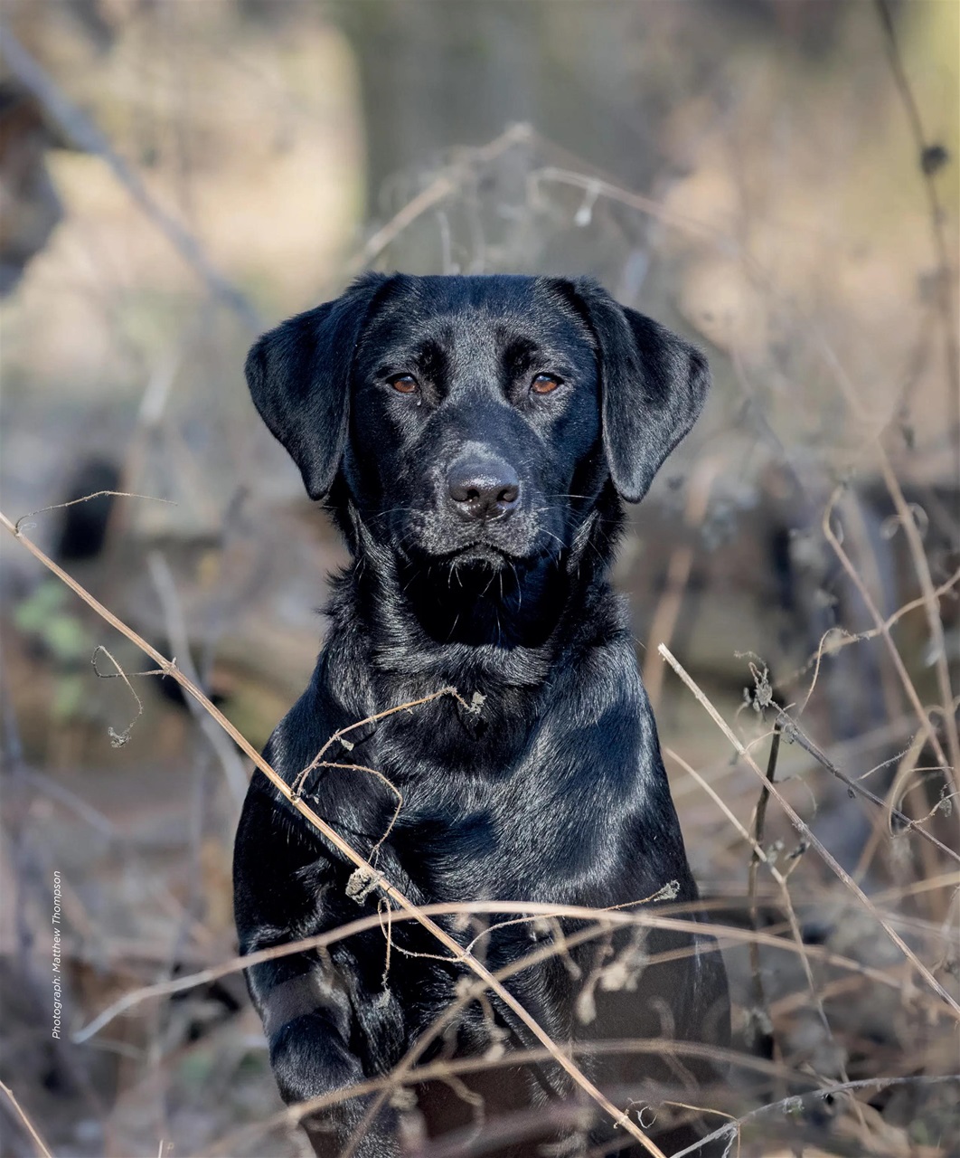Gundog Journal Preview Pages
