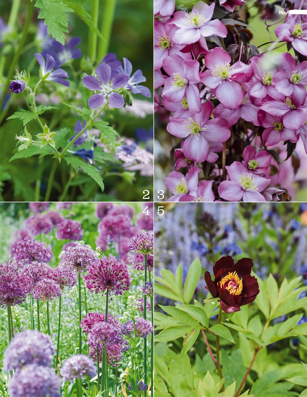 BBC Gardeners’ World Magazine Preview Pages