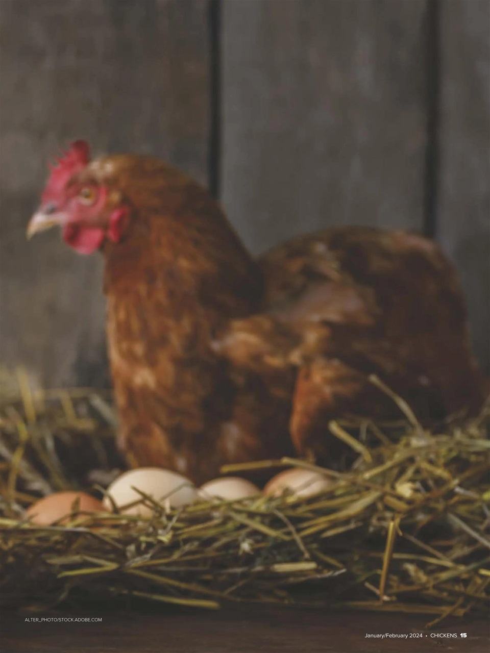 Chickens Magazine Preview Pages