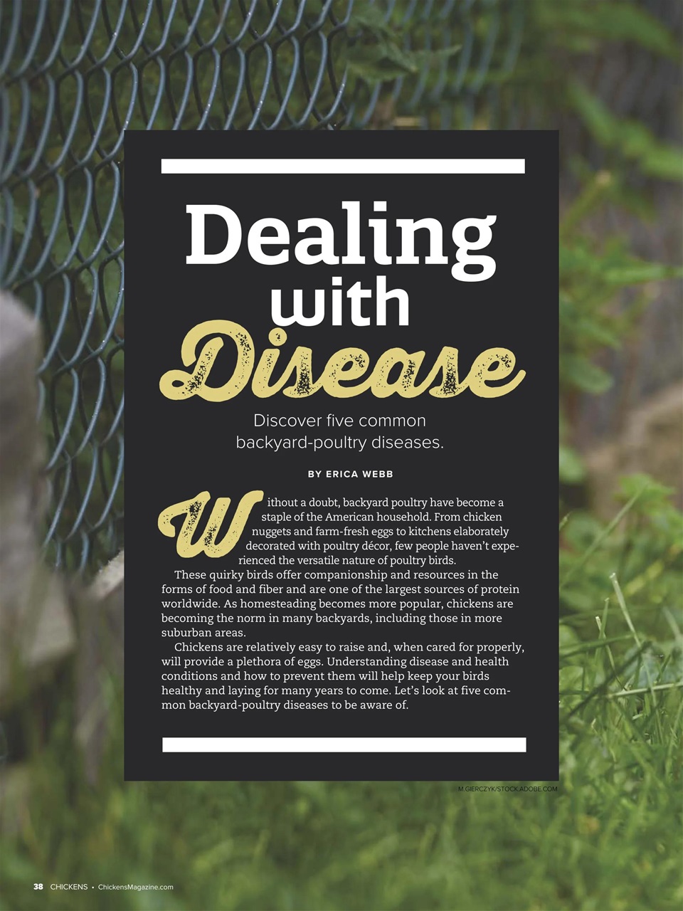 Chickens Magazine Preview Pages