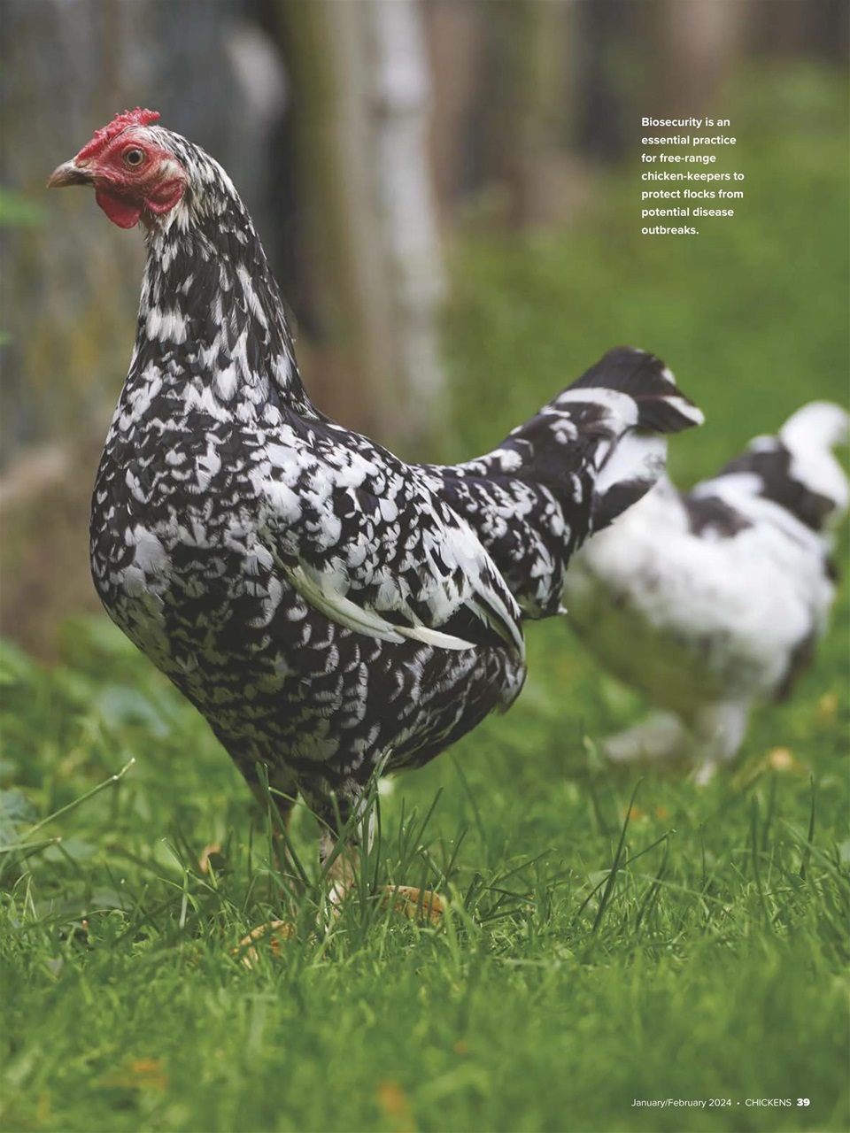 Chickens Magazine Preview Pages