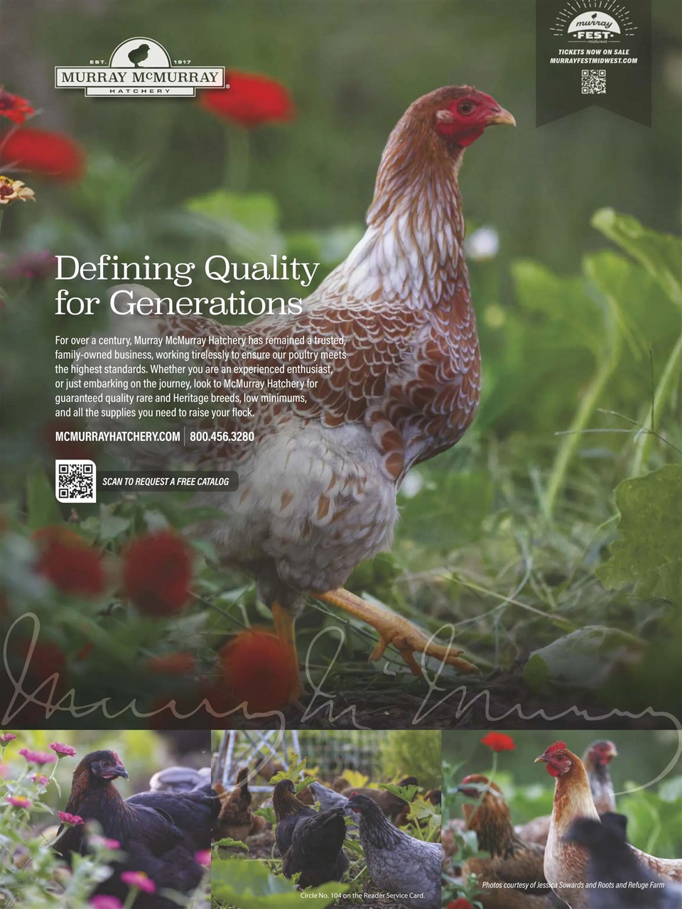 Chickens Magazine Preview Pages