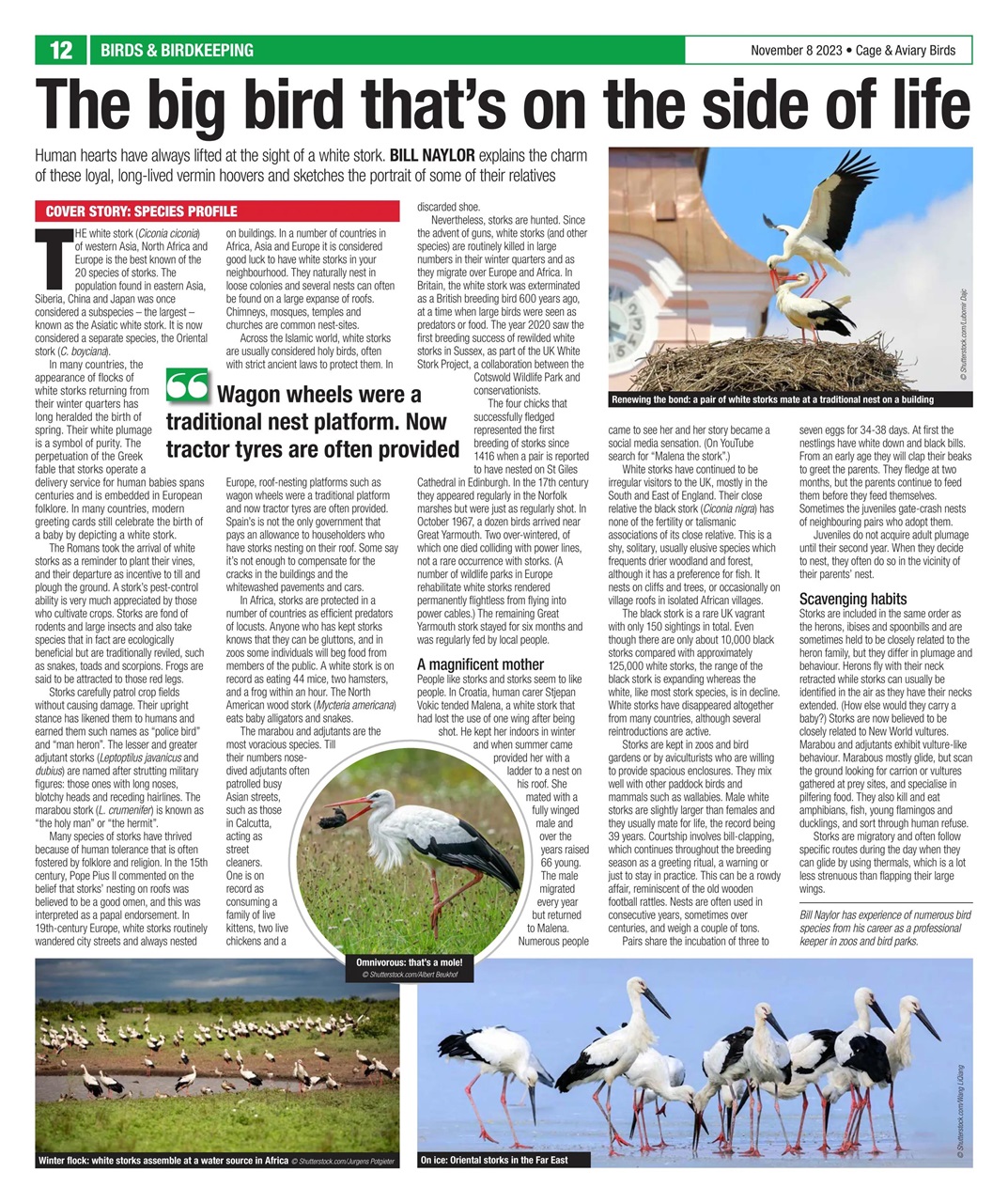 Cage & Aviary Birds Preview Pages