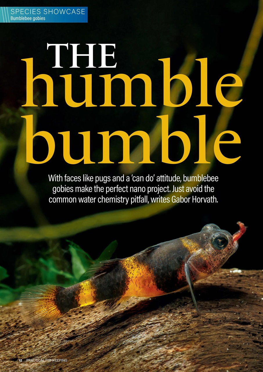 Practical Fishkeeping Preview Pages