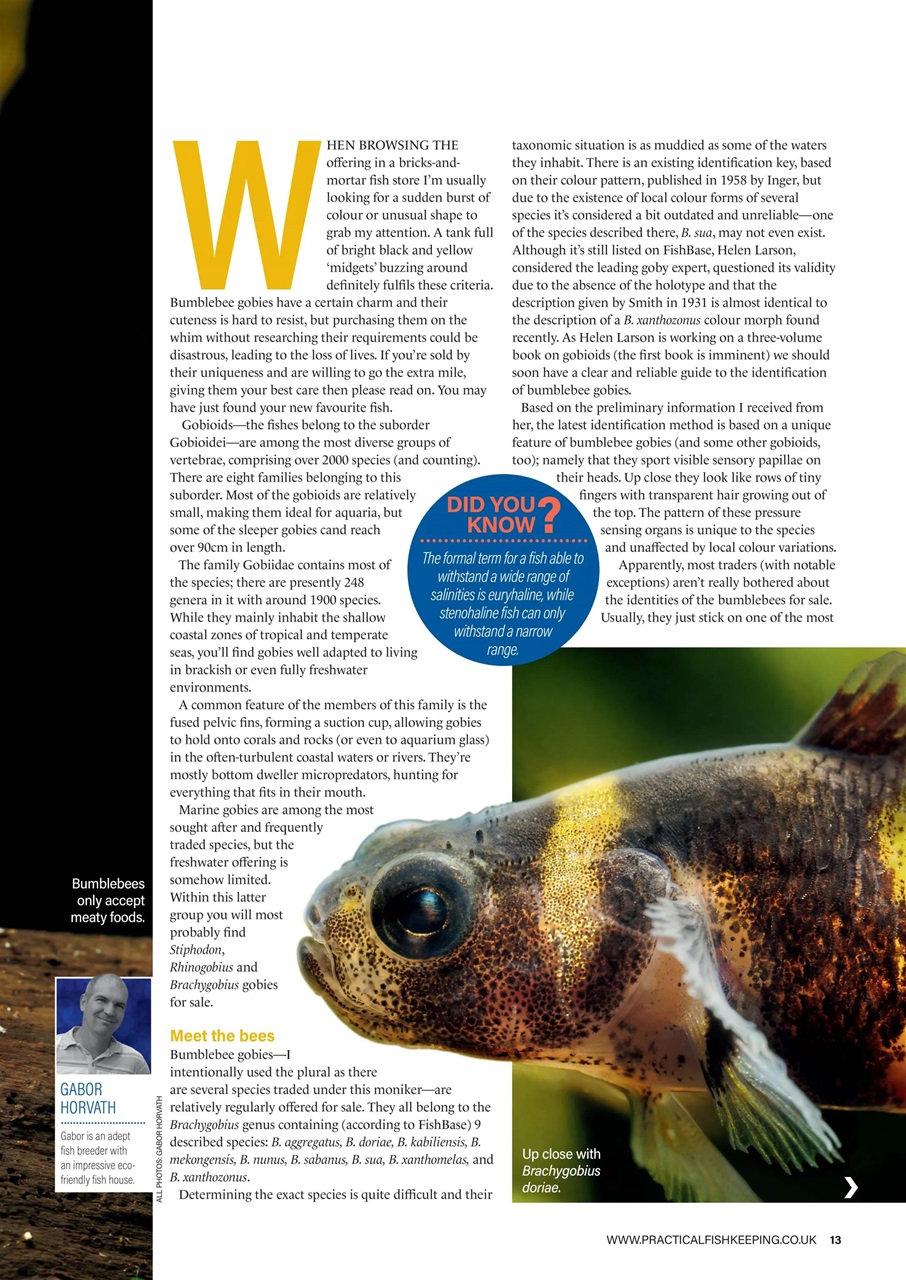 Practical Fishkeeping Preview Pages