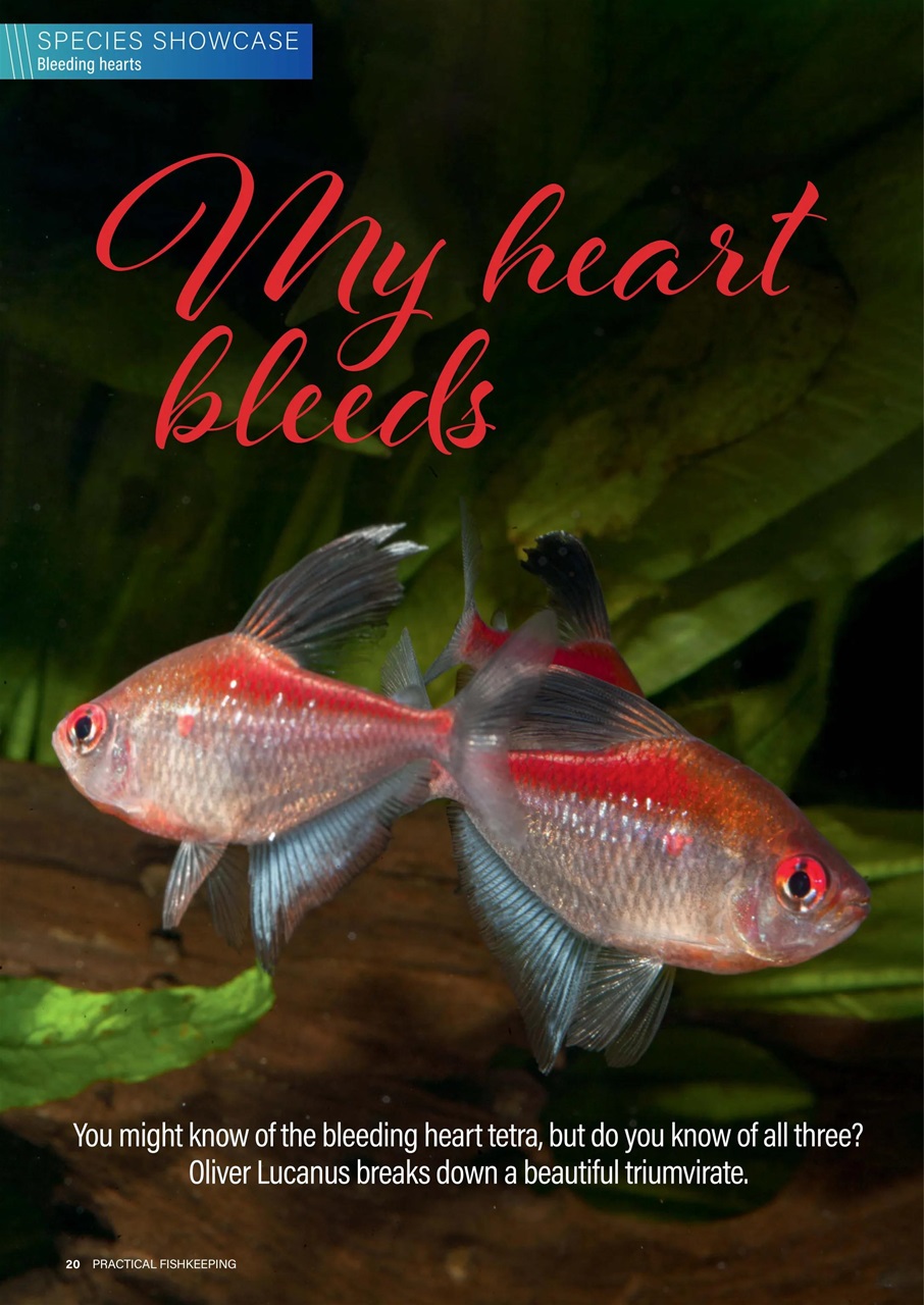 Practical Fishkeeping Preview Pages