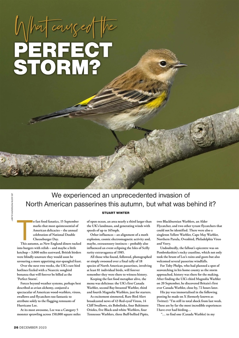 Bird Watching Preview Pages