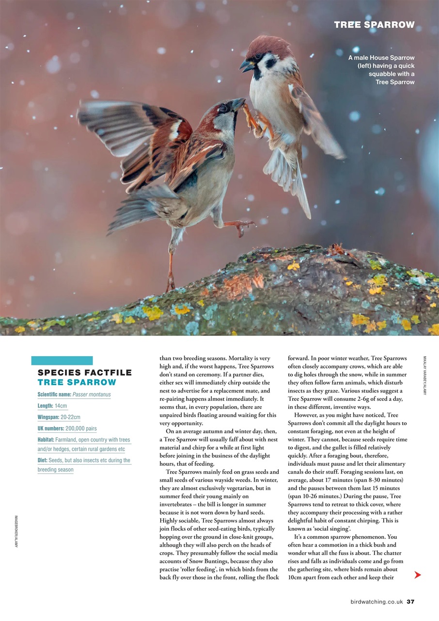 Bird Watching Preview Pages