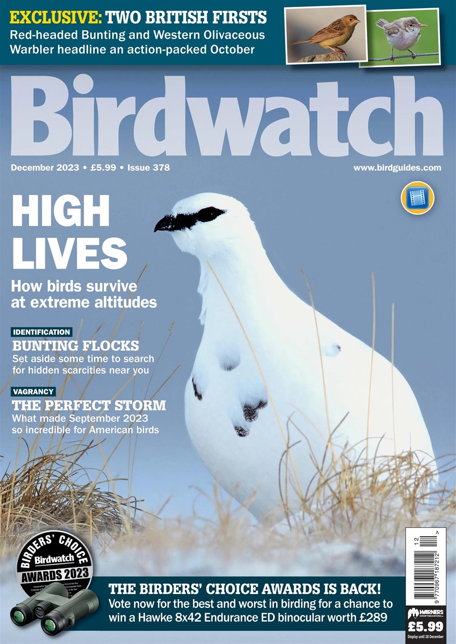Birdwatch Magazine Preview Pages