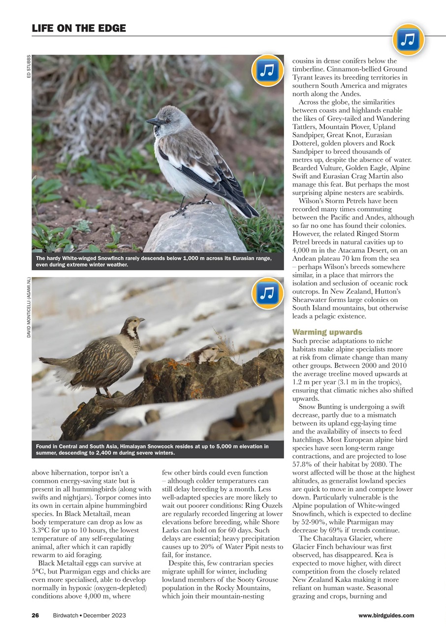 Birdwatch Magazine Preview Pages