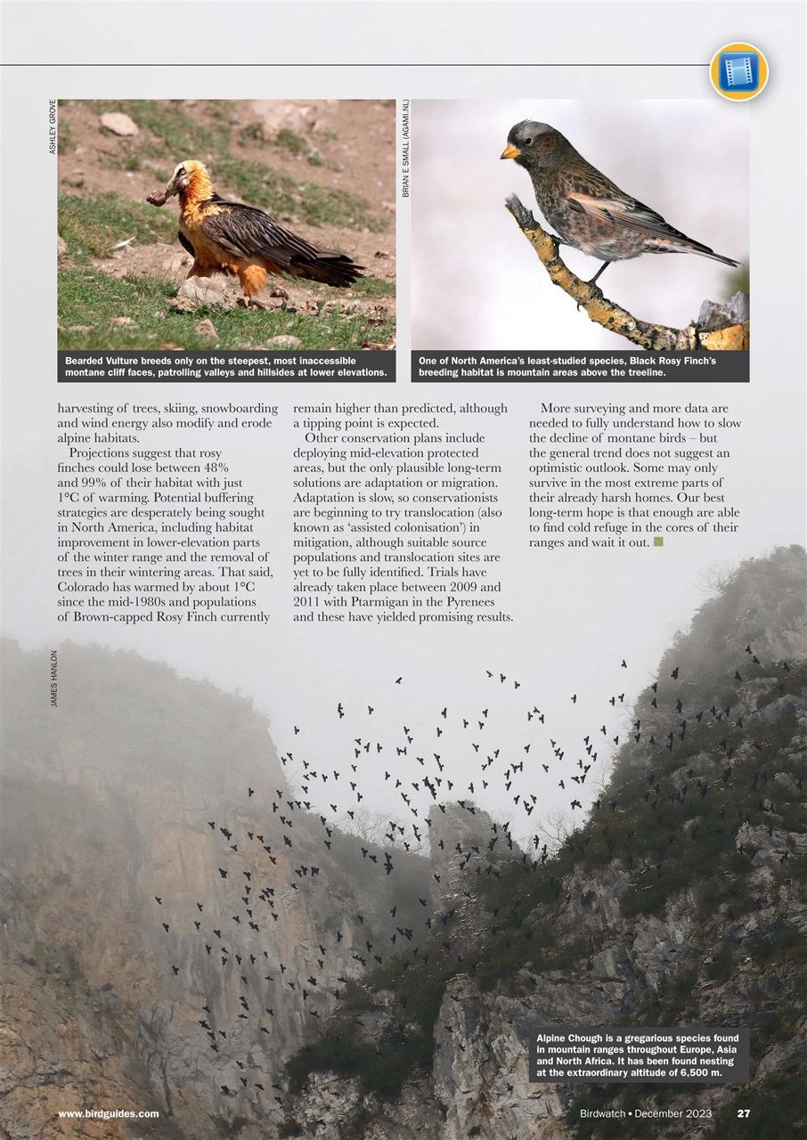 Birdwatch Magazine Preview Pages