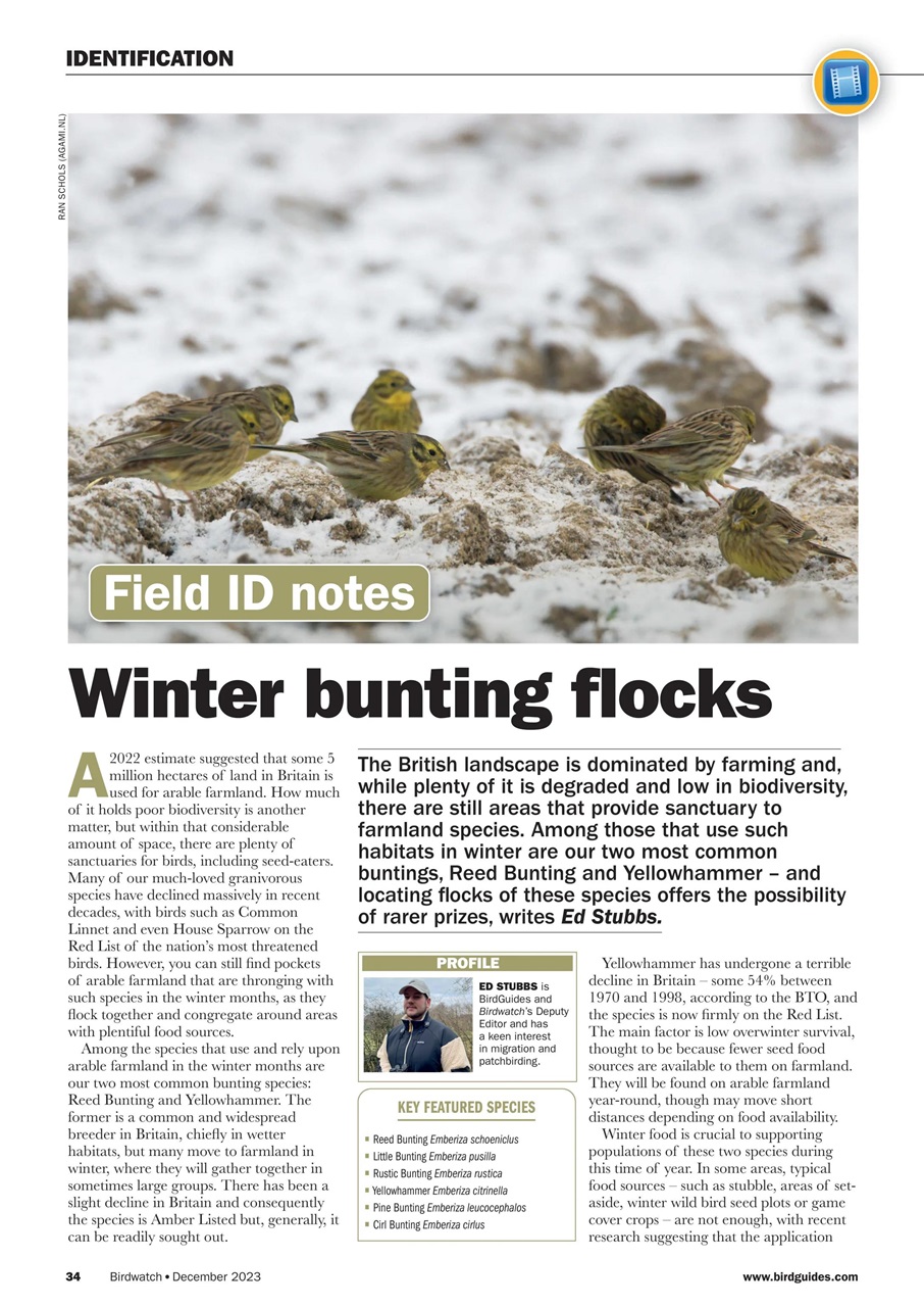Birdwatch Magazine Preview Pages