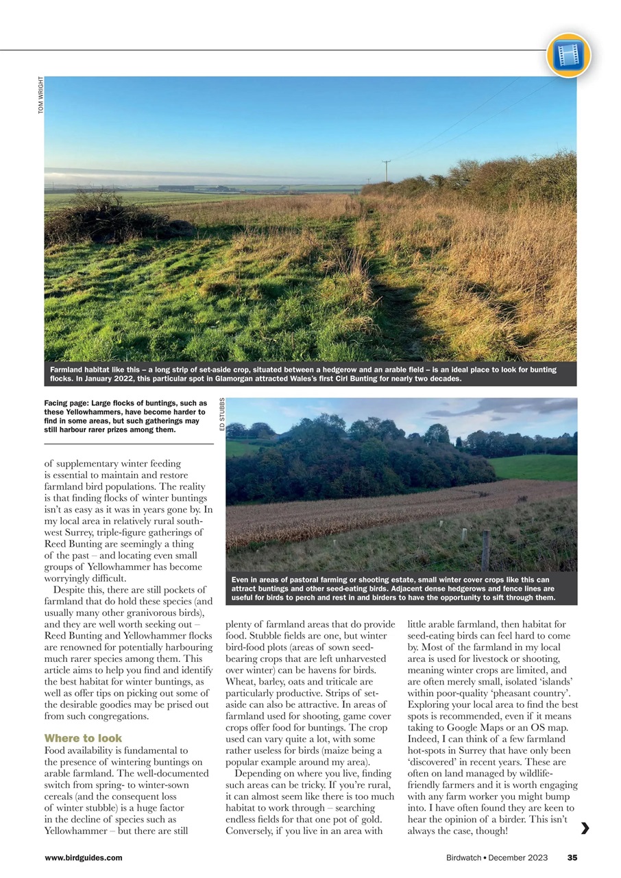 Birdwatch Magazine Preview Pages