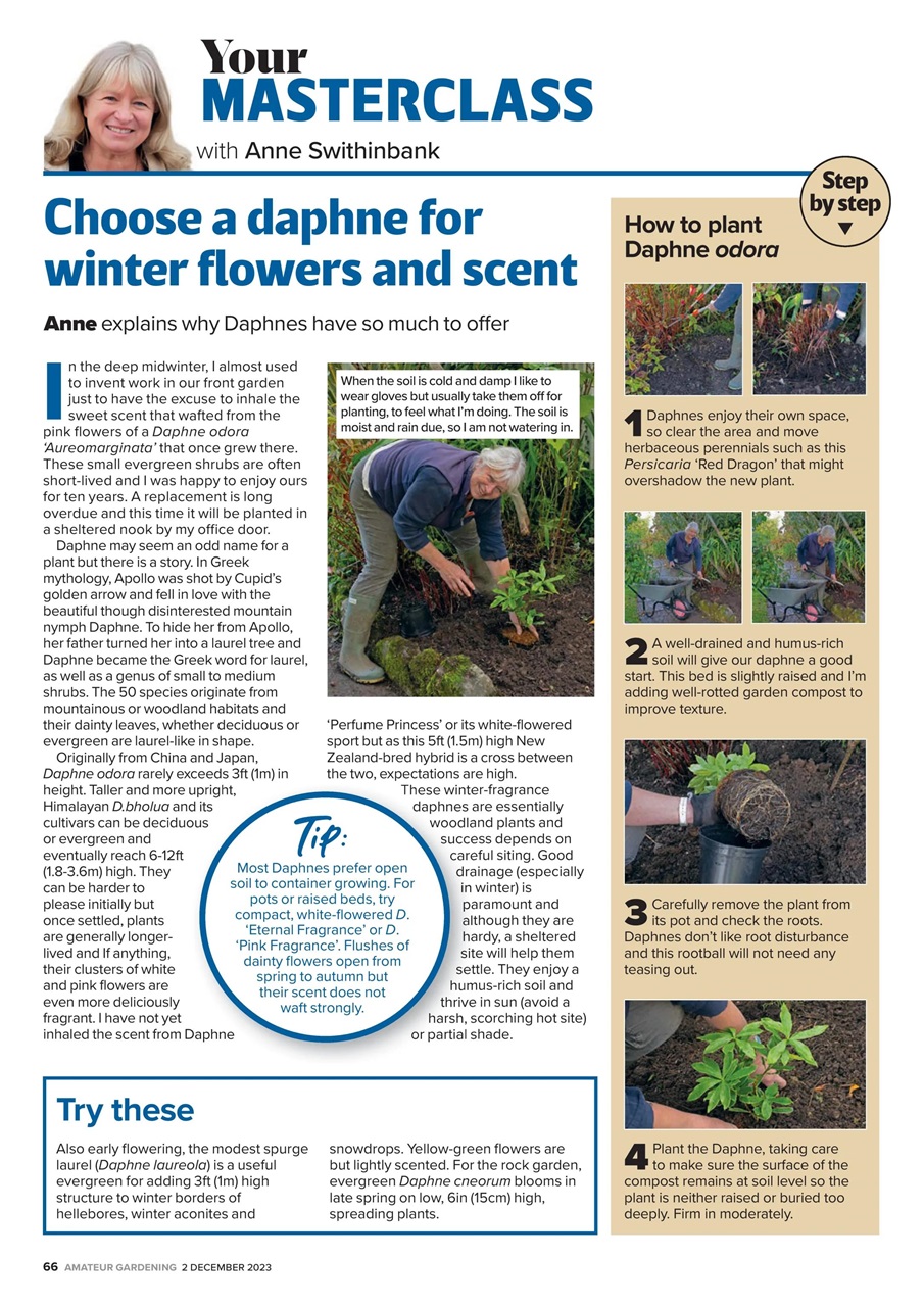 Amateur Gardening Preview Pages