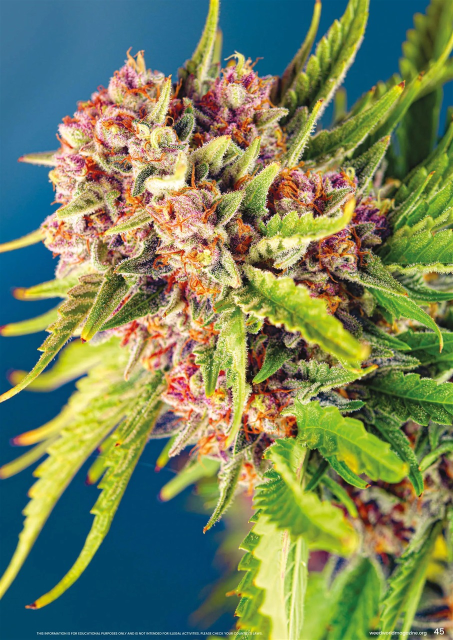 Weed World Preview Pages