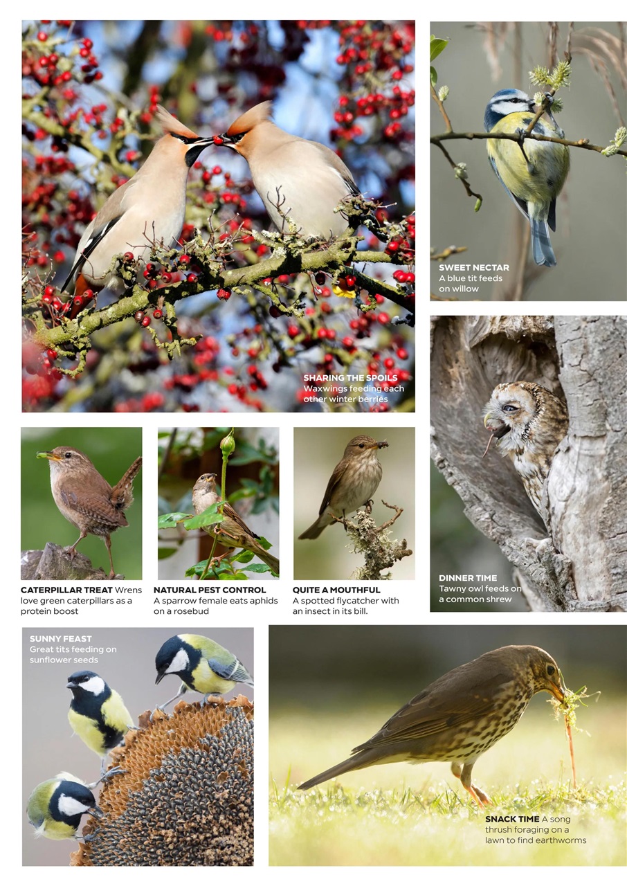 Garden Answers Preview Pages