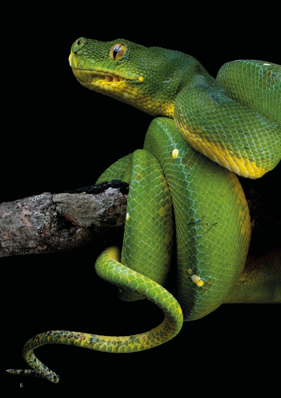 Exotics Keeper Preview Pages