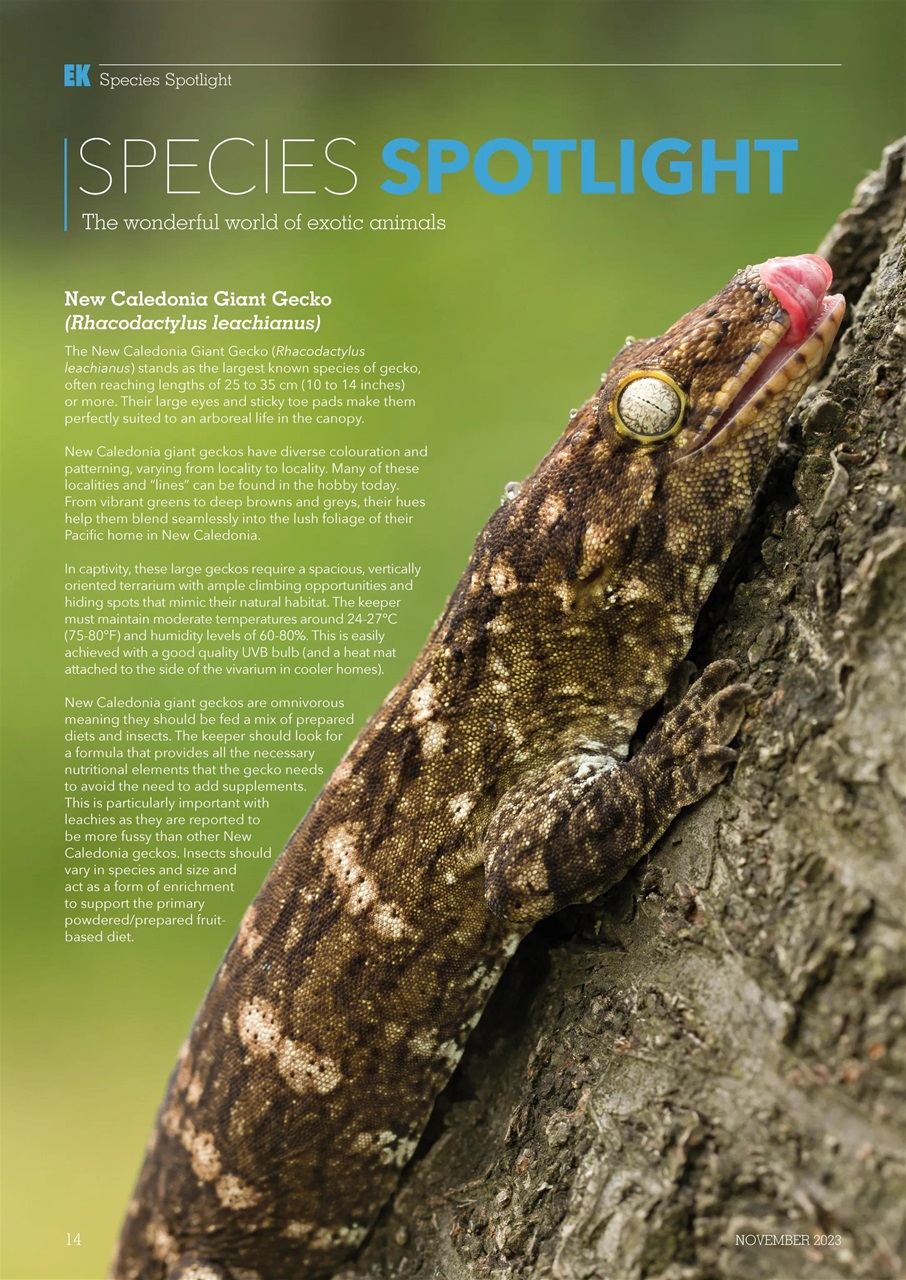 Exotics Keeper Preview Pages