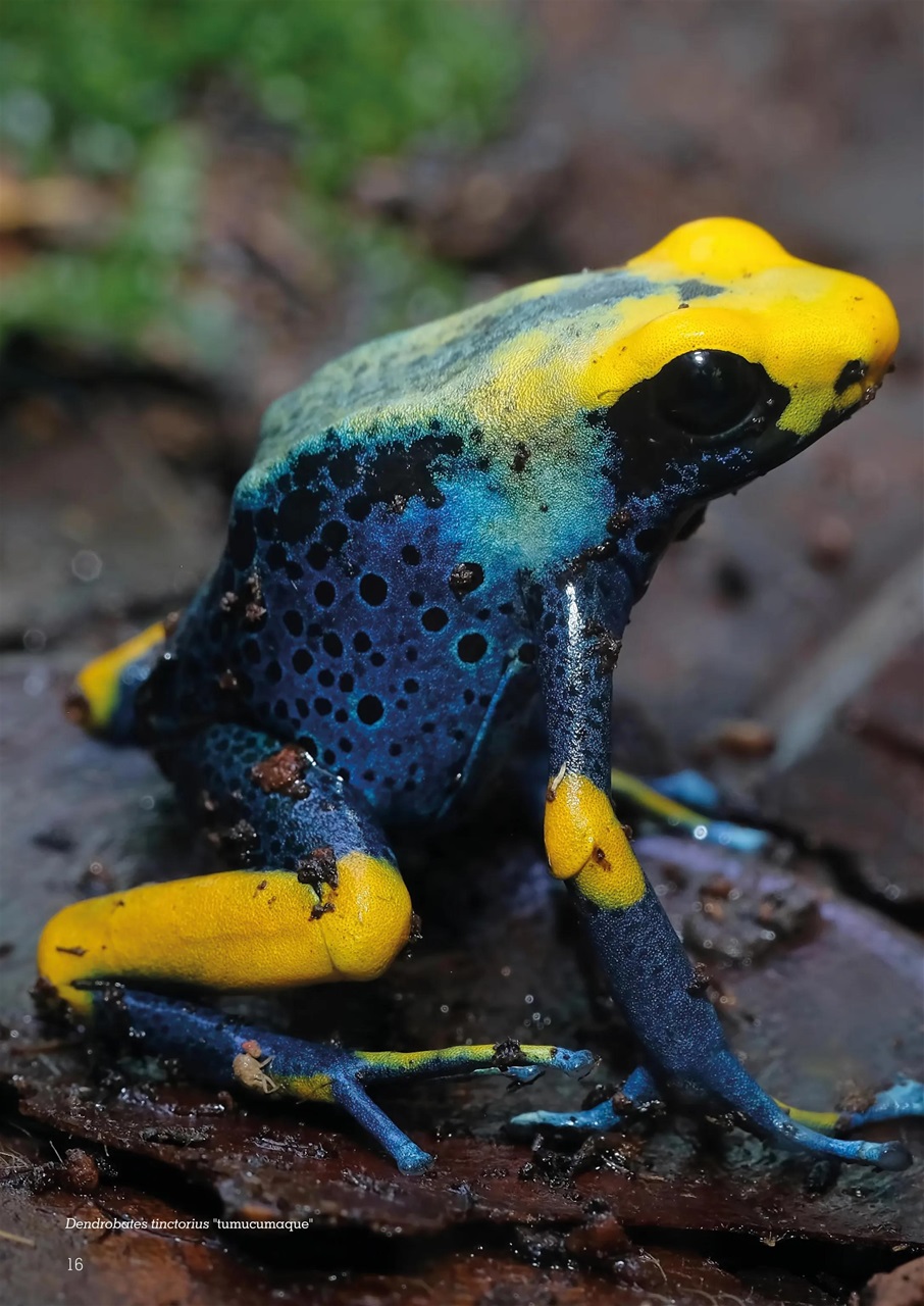 Exotics Keeper Preview Pages