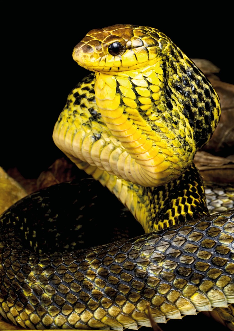 Exotics Keeper Preview Pages