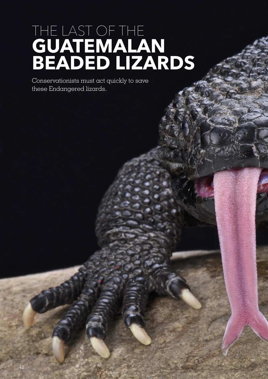 Exotics Keeper Preview Pages