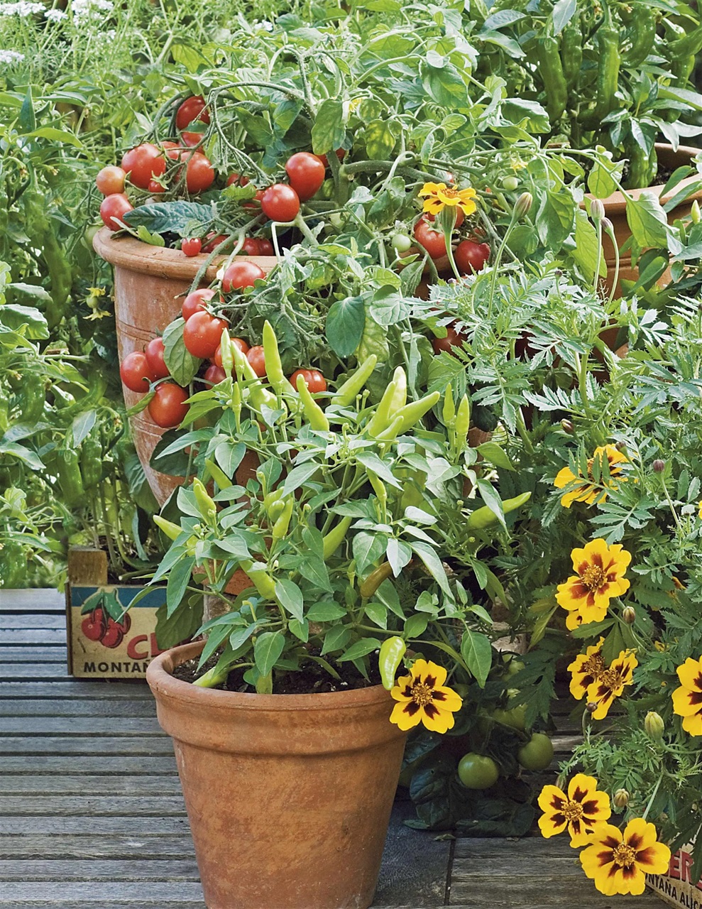 BBC Gardeners’ World Magazine Preview Pages