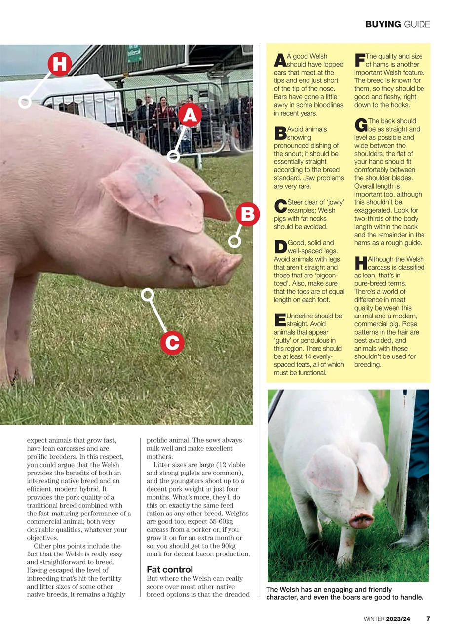 Practical Pigs Preview Pages