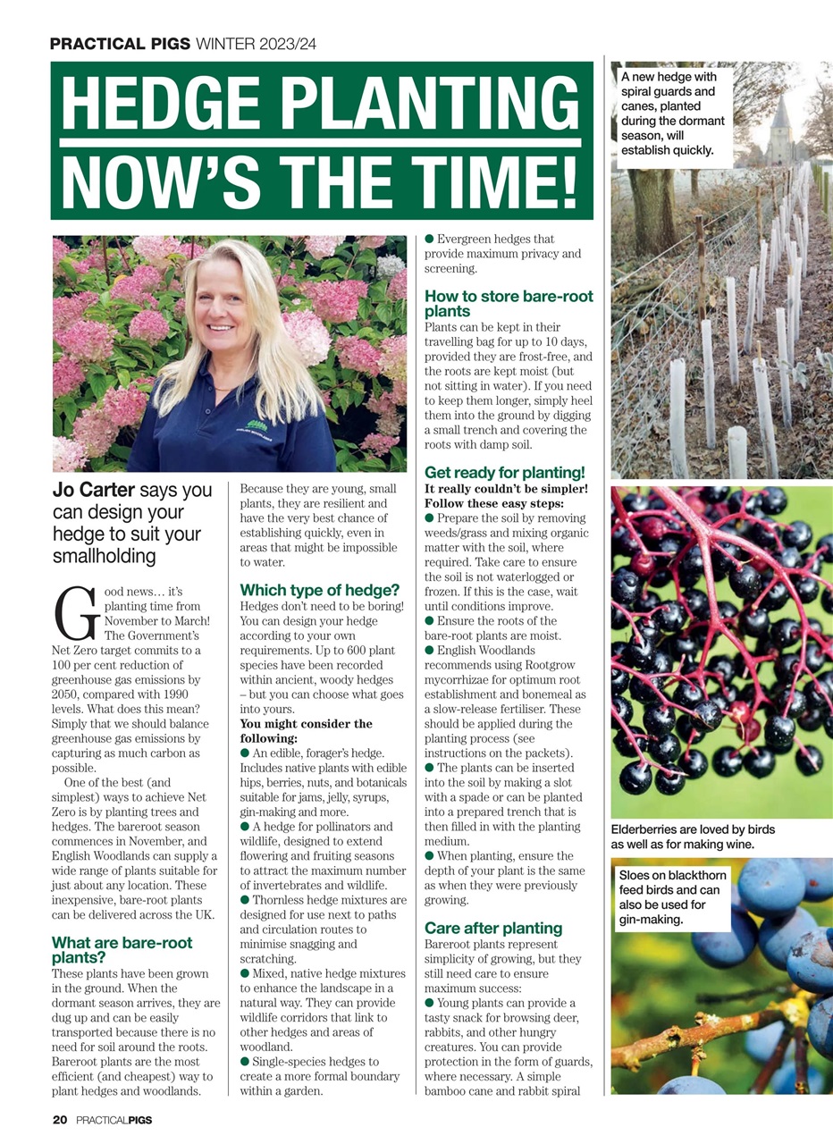 Practical Pigs Preview Pages