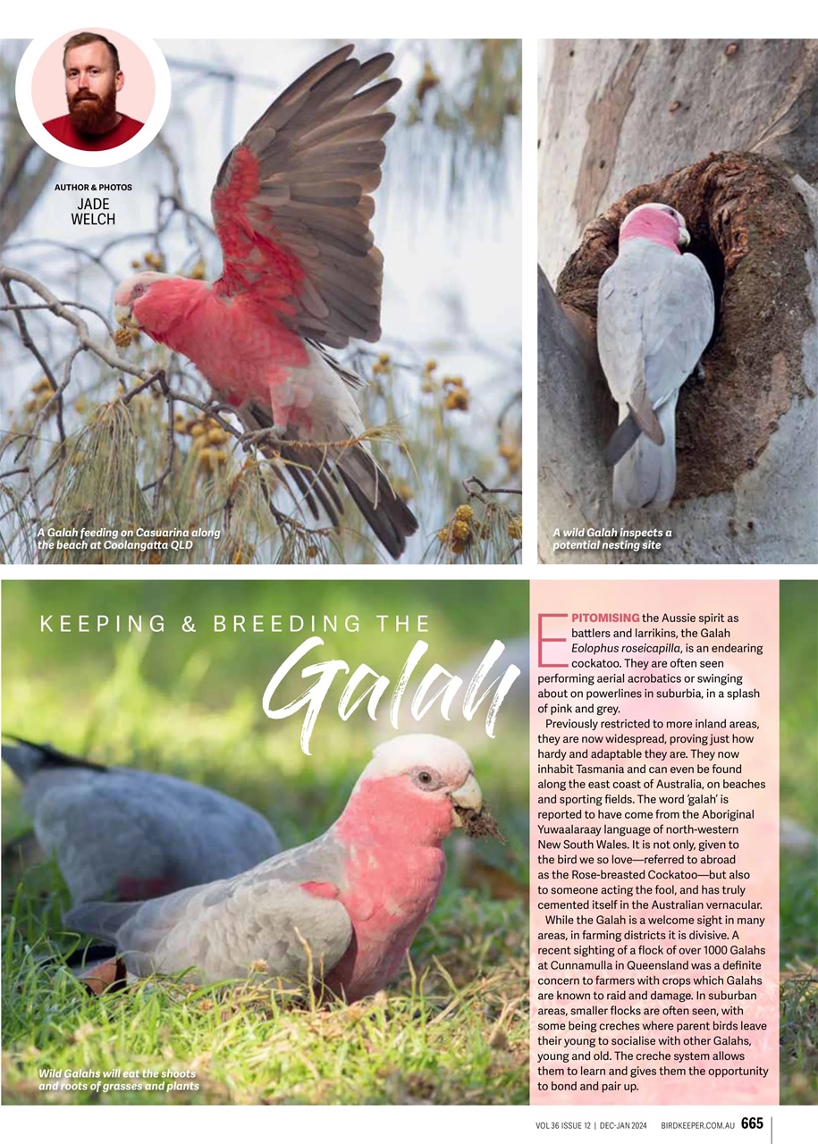 Australian Birdkeeper Magazine Preview Pages