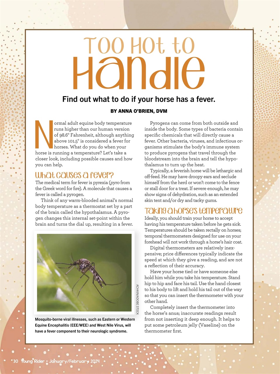 Young Rider Magazine Preview Pages